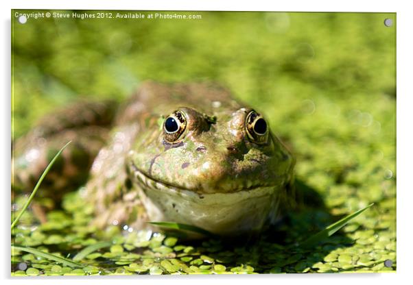 Frog enjoying the Summer Sunshine Acrylic by Steve Hughes