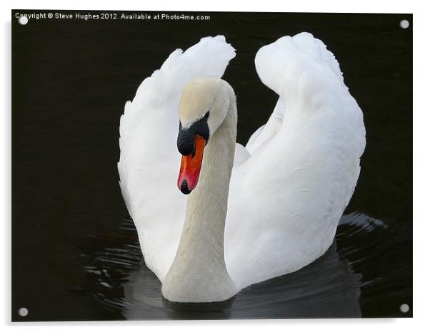 Imposing Mute Swan Acrylic by Steve Hughes