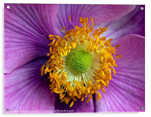 Pink Anemone flower macro Acrylic by Steve Hughes