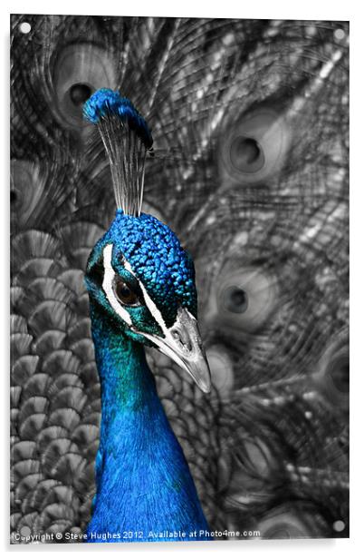 Blue Peacock Acrylic by Steve Hughes