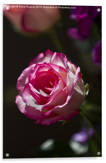 Single Pink Rose flower Acrylic by Steve Hughes