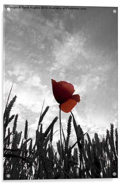 Red Poppy Amongst the Wheat Acrylic by Steve Hughes