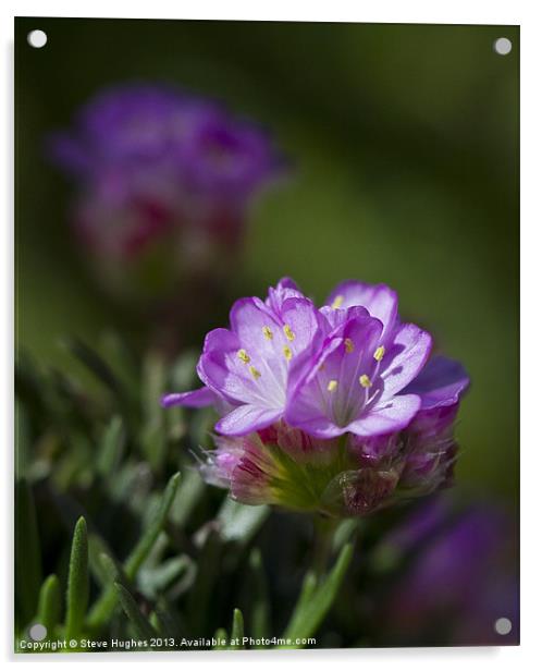 Tiny Purple Alpine flower Acrylic by Steve Hughes
