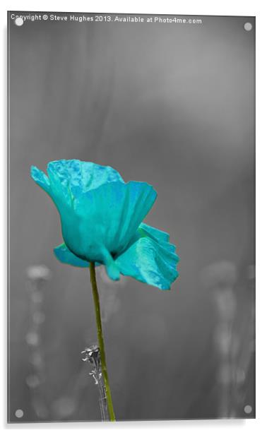 cool coloured poppy Acrylic by Steve Hughes