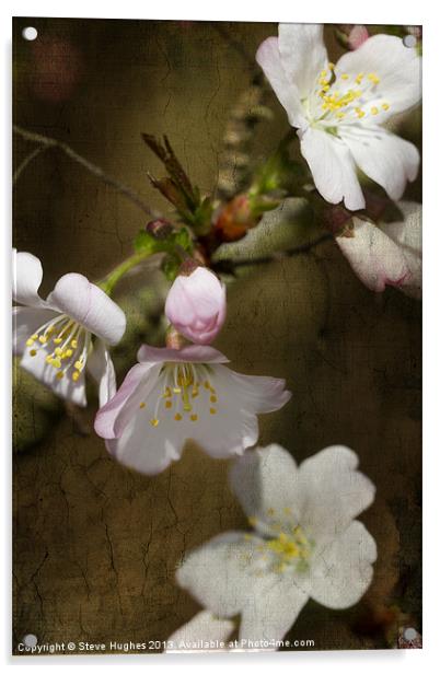 Cherry Blossom with texture Acrylic by Steve Hughes