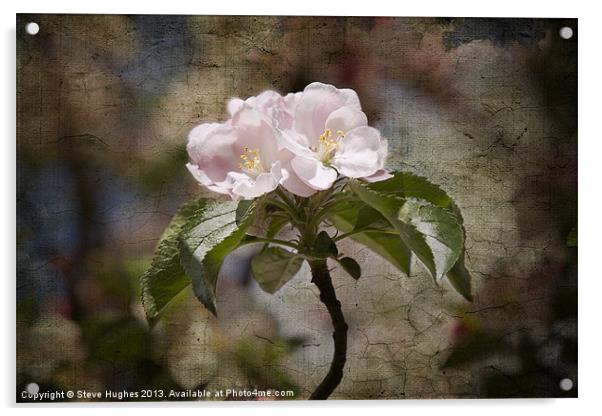 Pink Apple Blossom Acrylic by Steve Hughes
