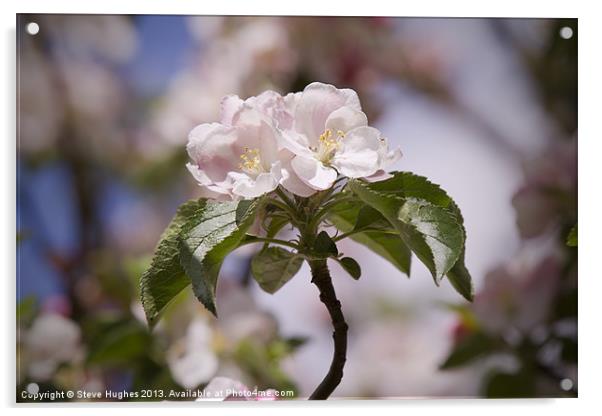 Spring Apple Blossom Acrylic by Steve Hughes
