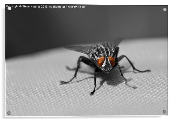 The Flesh Fly Acrylic by Steve Hughes