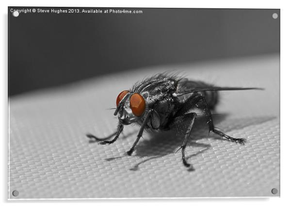 Furry Flesh Fly Acrylic by Steve Hughes