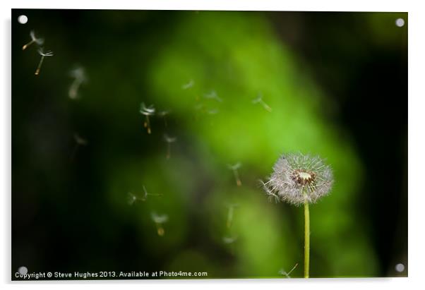 Dandelion Seeds floating in the breeze Acrylic by Steve Hughes