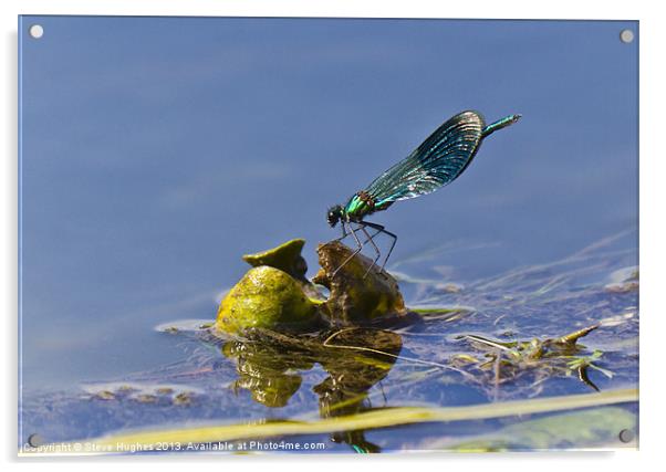 Resting Blue Damselfly Acrylic by Steve Hughes