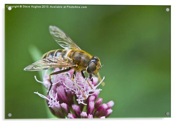 Macro Bee collecting nectar Acrylic by Steve Hughes