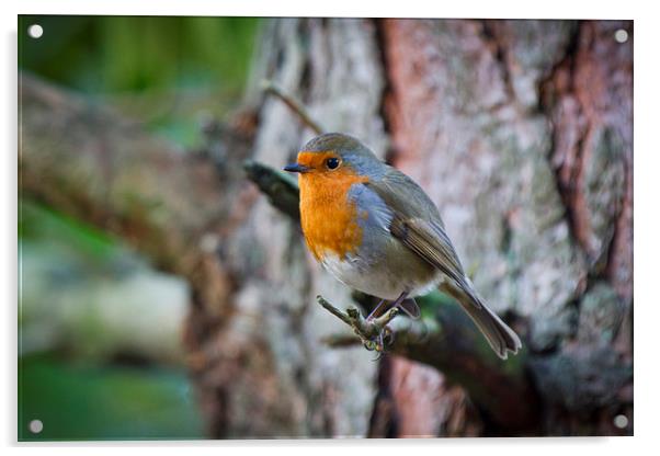 Erithacus rubecula resting Acrylic by Steve Hughes