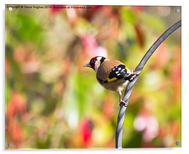 Perched Goldfinch (Carduelis carduelis) Acrylic by Steve Hughes