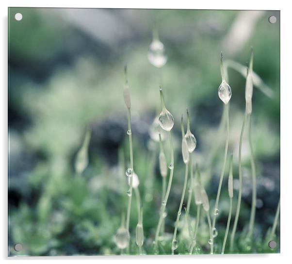 Water droplets on Moss Acrylic by Steve Hughes