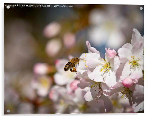 Loaded pollen sacks Acrylic by Steve Hughes