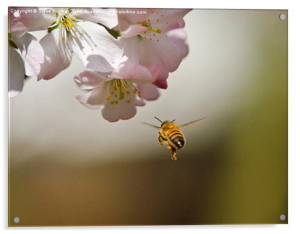 Honey Bee in flight Acrylic by Steve Hughes