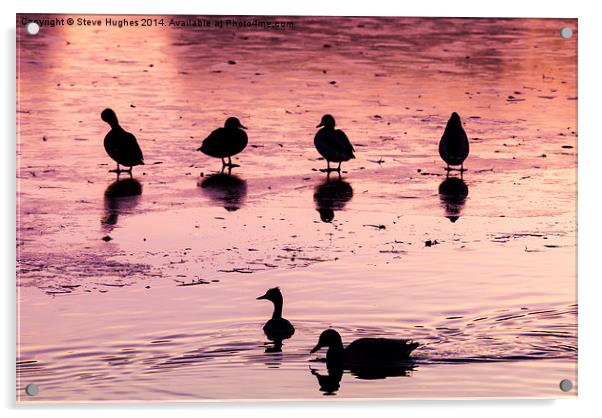  Silhouetted ducks Acrylic by Steve Hughes