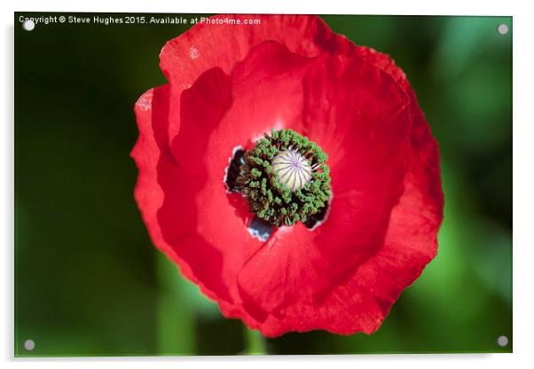  Bright Red Poppy Acrylic by Steve Hughes