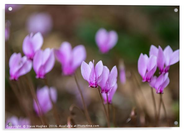 Tiny Pink Cyclamen Acrylic by Steve Hughes