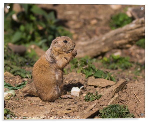 Prairie Dog eating a nut Acrylic by Steve Hughes