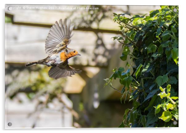 Robin flying into its nest Acrylic by Steve Hughes