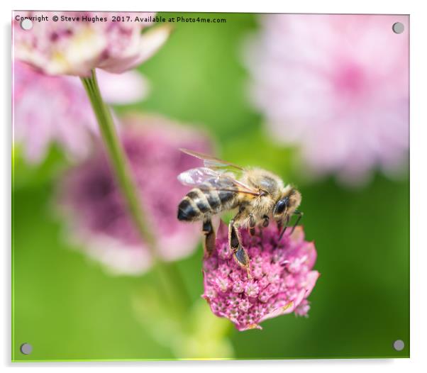 Foraging Honey Bee Acrylic by Steve Hughes