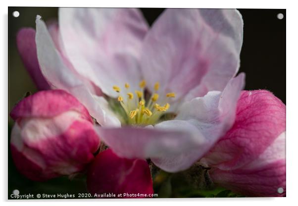Single Apple Blossom flower Acrylic by Steve Hughes