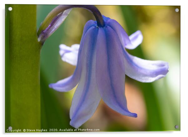 Single Bluebell flower Acrylic by Steve Hughes