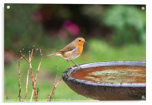 Popular garden visitor Acrylic by Steve Hughes