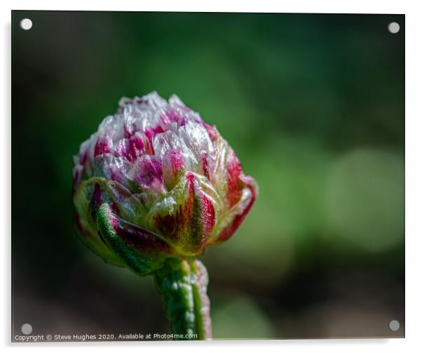 Thrift bud about to open Acrylic by Steve Hughes