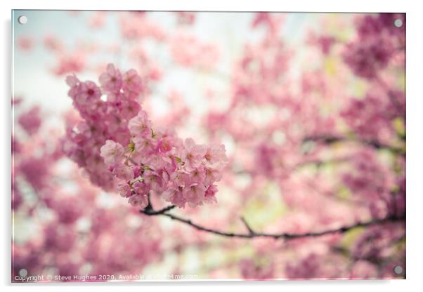 Pink cherry blossom Acrylic by Steve Hughes
