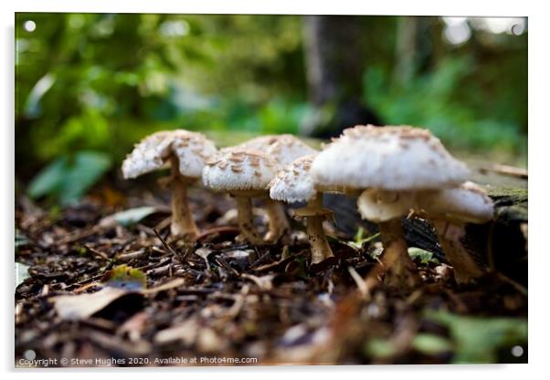 Fungi in the garden Acrylic by Steve Hughes