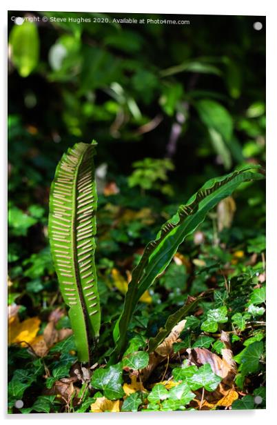 Hart's Tongue fern Acrylic by Steve Hughes