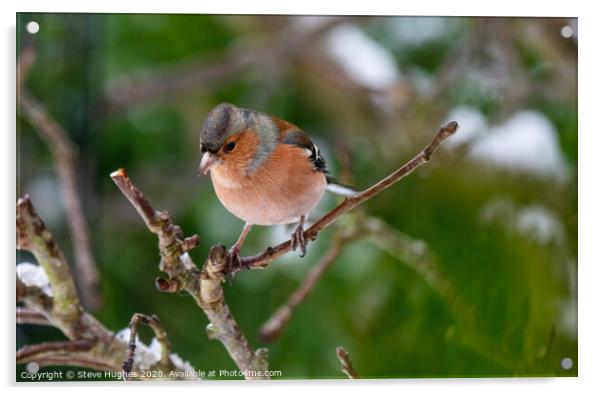 Chaffinch perched on a tree branch Acrylic by Steve Hughes