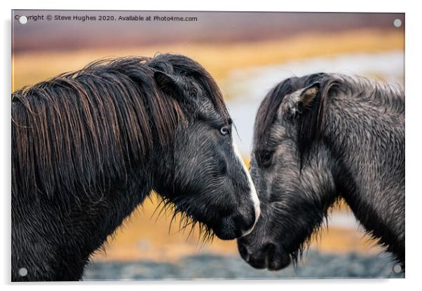 Two Icelandic Horses Acrylic by Steve Hughes