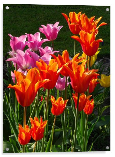 Tulips  Acrylic by Carolyn Petty