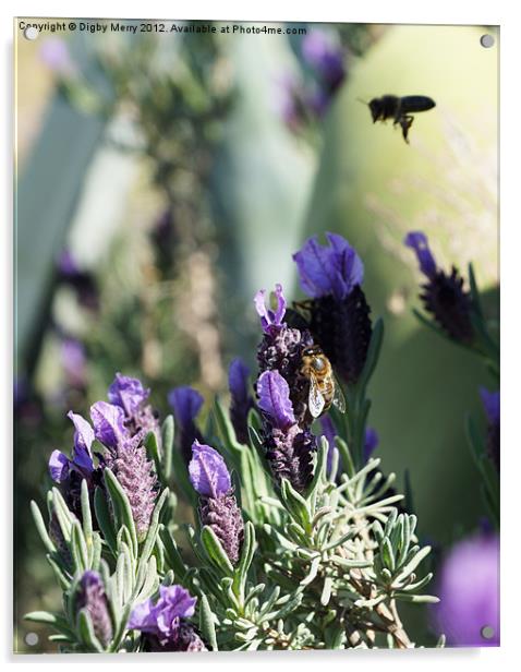 Lavender and bees Acrylic by Digby Merry