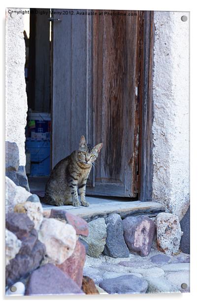 Cat in doorway Acrylic by Digby Merry