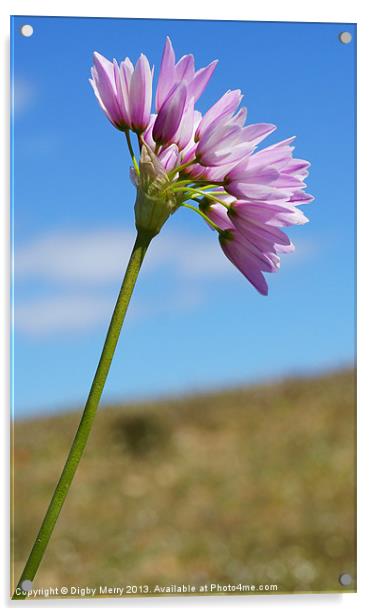 Allium Roseum Acrylic by Digby Merry