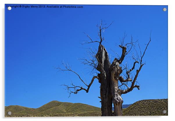 Dead tree in the desert Acrylic by Digby Merry