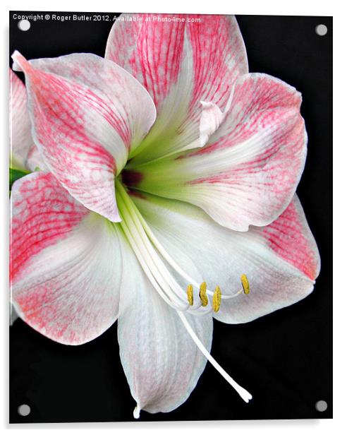 White & Pink Amaryllis Acrylic by Roger Butler