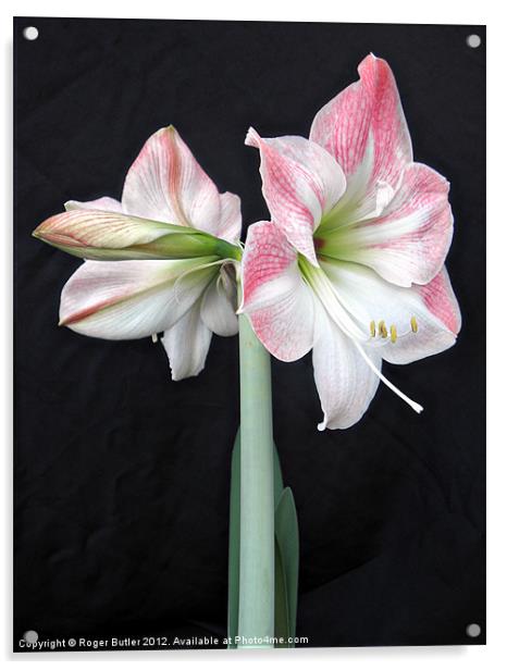 White & Pink Amaryllis (3) Acrylic by Roger Butler