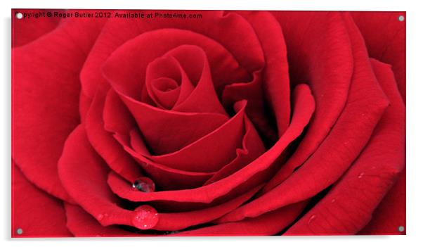 Red Rose Horizontal Acrylic by Roger Butler