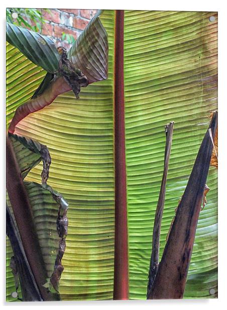 Beneath a Banana Leaf Acrylic by Roger Butler