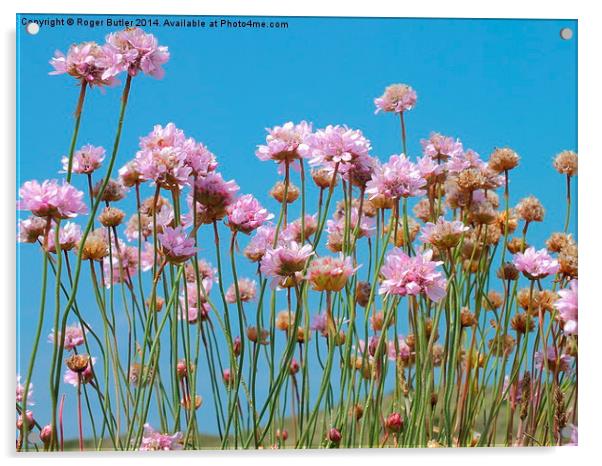 Cornish Pink Thrift Acrylic by Roger Butler