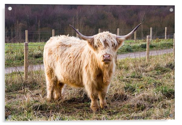 A Highland cow, Highland Cattle Acrylic by Simon Armstrong
