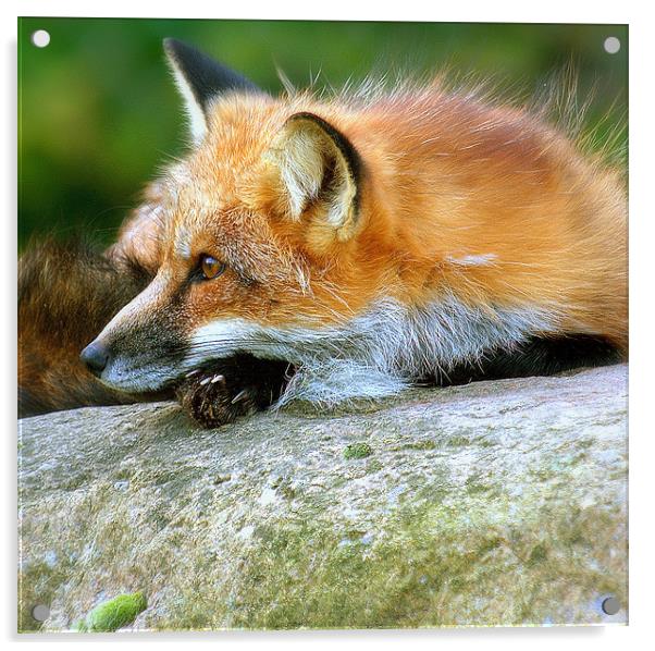 Fox Portrait Acrylic by Alan Mattison