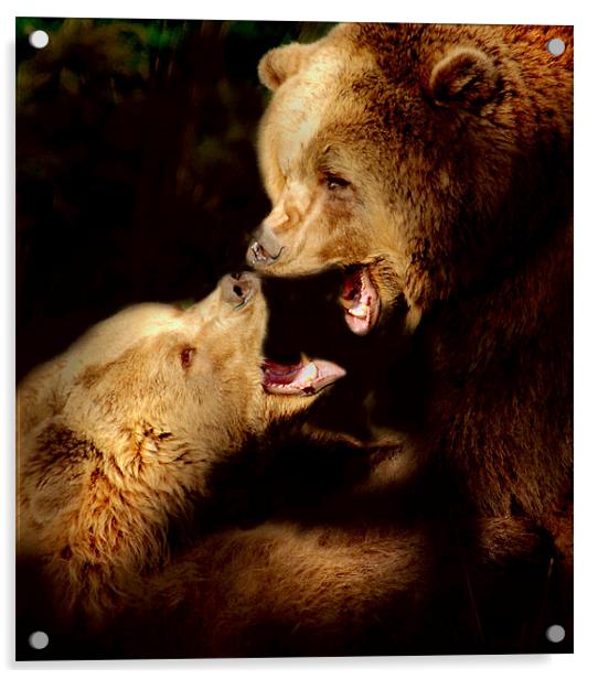 Bear talk Acrylic by Alan Mattison