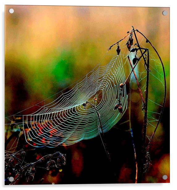 Web sight Acrylic by Alan Mattison